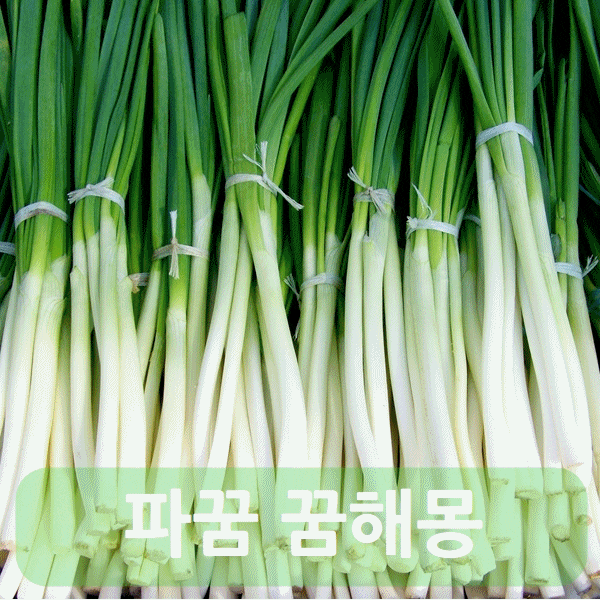  파꿈 꿈해몽