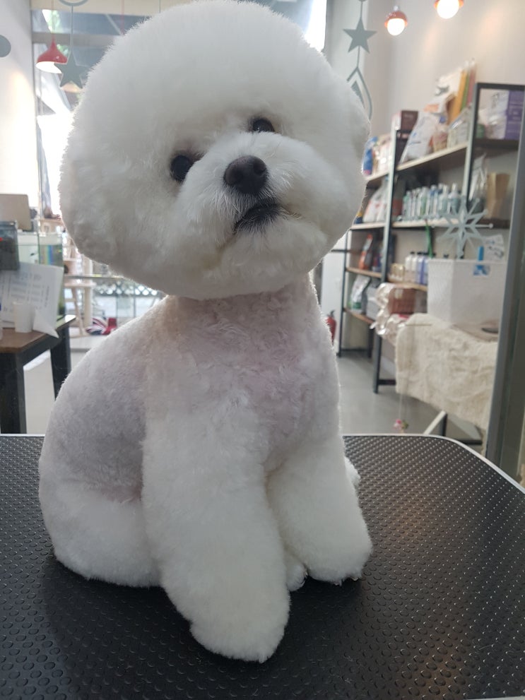  한여름은 버티는게 아니라..이겨내는것이다~!인천 애견미용 애견가위컷전문 부평.청라 아기강아지!