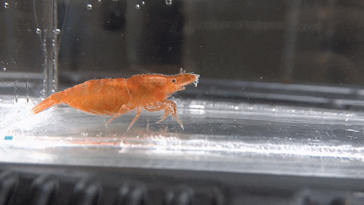  매끈등꼬마새우 Latreutes anoplonyx   クラゲモエビ / 꼬마새우과 (Family Hippolytidae)의 1종
