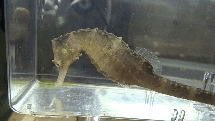 점해마 Hippocampus trimaculatus    タカクラタツ  / 실고기과 (Family Syngnathidae) 의 1종