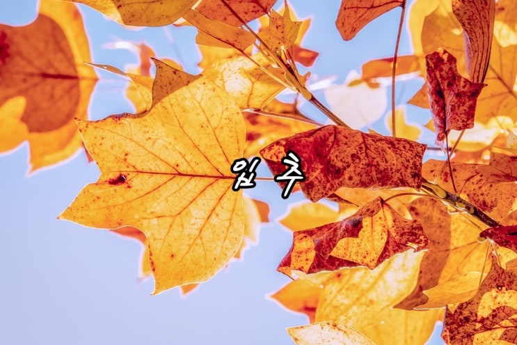  입추