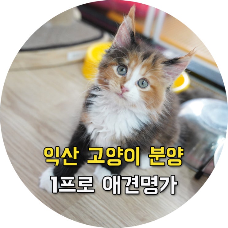  익산고양이분양 아름다운 품종묘 여기에서!
