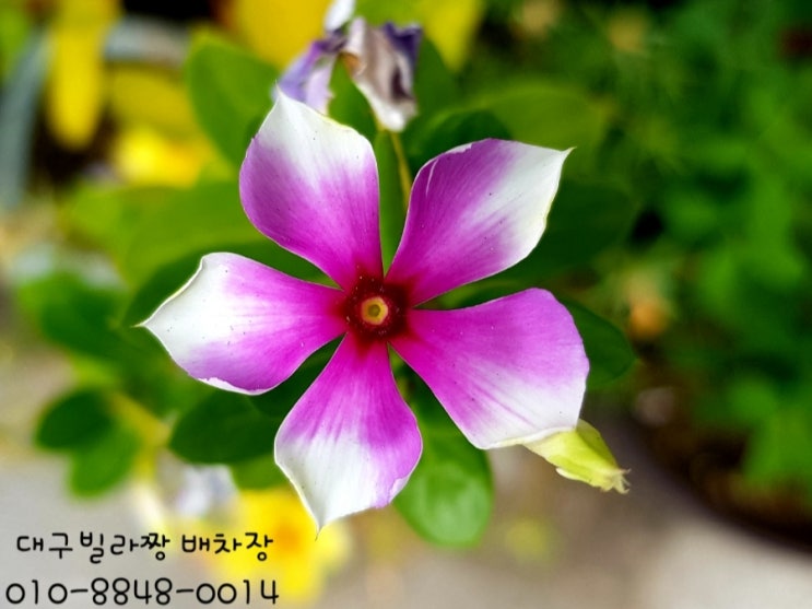  대구주택매매달서구 두류동주택(2층 주택)/성남 초등학교,2호선 내당역,파도고개로가 근처에 있는 두류동 수리 필요한 2층 주택매매 합니다
