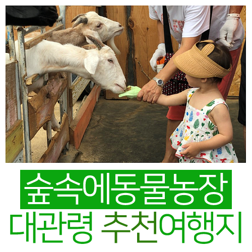  대관령 가볼만한곳 숲속에동물농장 아기와 여행 할 때 꼭 가세요.