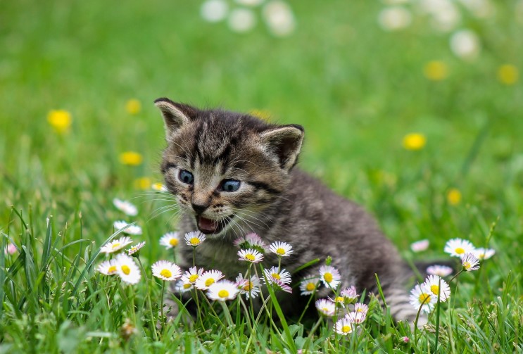 꽃 향기에 자극 받아서 사나워진 고양이 사진