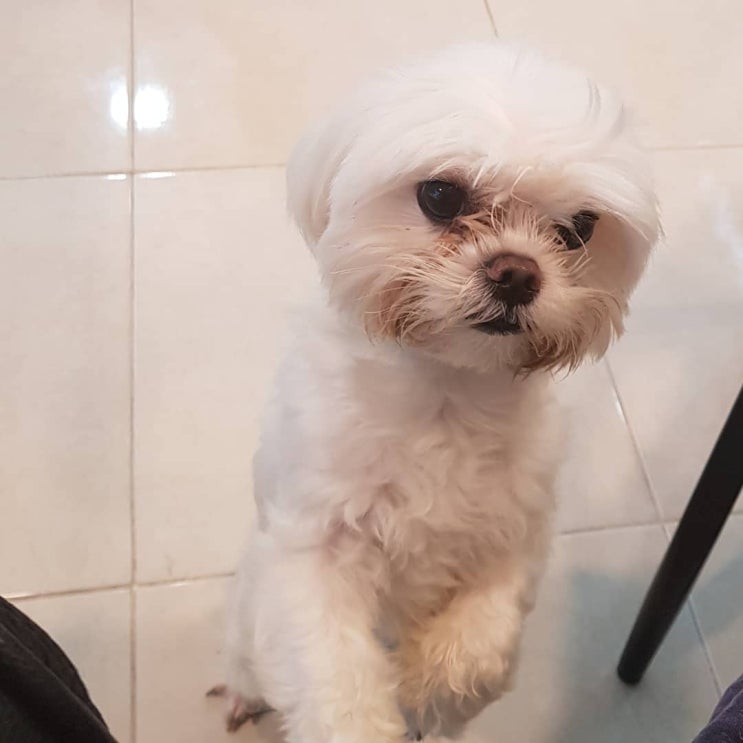  말티즈미용