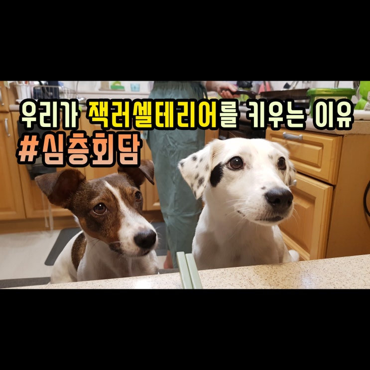  유튜브 컨텐츠 - 우리가 잭러셀테리어를 키우는 이유