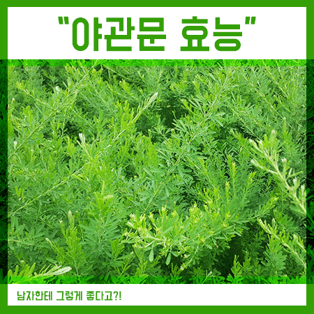 야관문 효능 영양성분 이래서 남성한테 좋은 식품?!