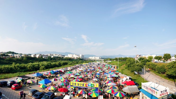 강릉 농산물 새벽시장/ 농산물은 여기가 가장 싱싱하고 저렴하다.