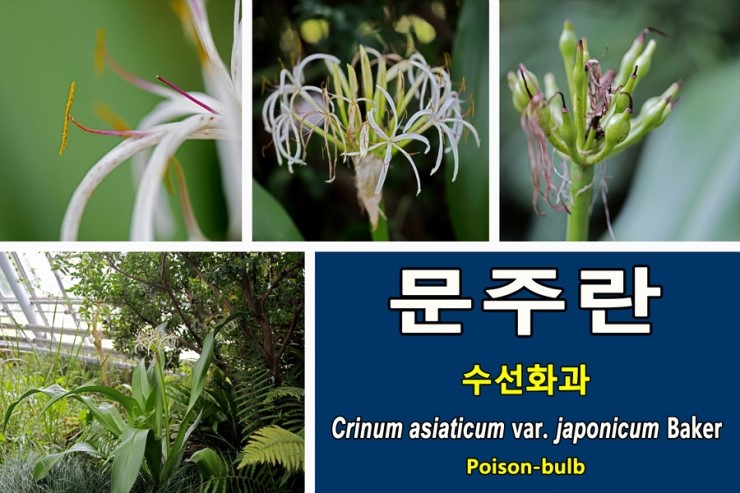  문주란[Crinum asiaticum var. japonicum Baker]에 관하여...수선화과 상록 여러해살이풀 천연기념물 제 19호(제주도 토끼섬)