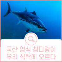  참치의 모든 것, 남해에서 참치가 난다