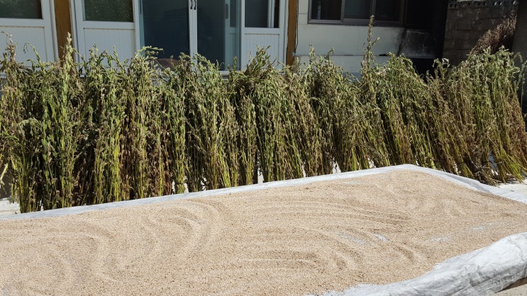 참깨수확시기 알려드립니다.