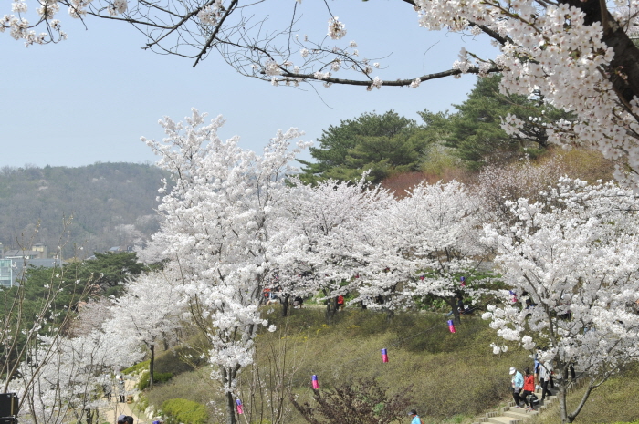  [서울특별시 서대문구] 안산자락길 벚꽃음악회 2019 (20190405~20190407)