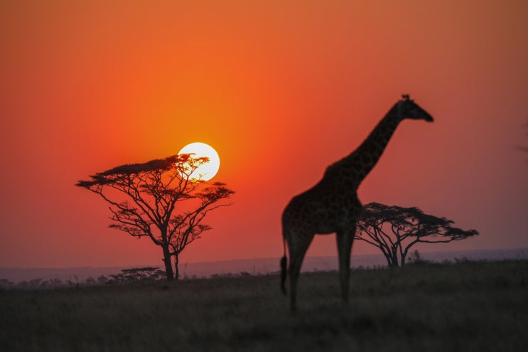 탄자니아 여행, 동물의 왕국 세렝게티 국립공원 게임 드라이브 w 마사이족