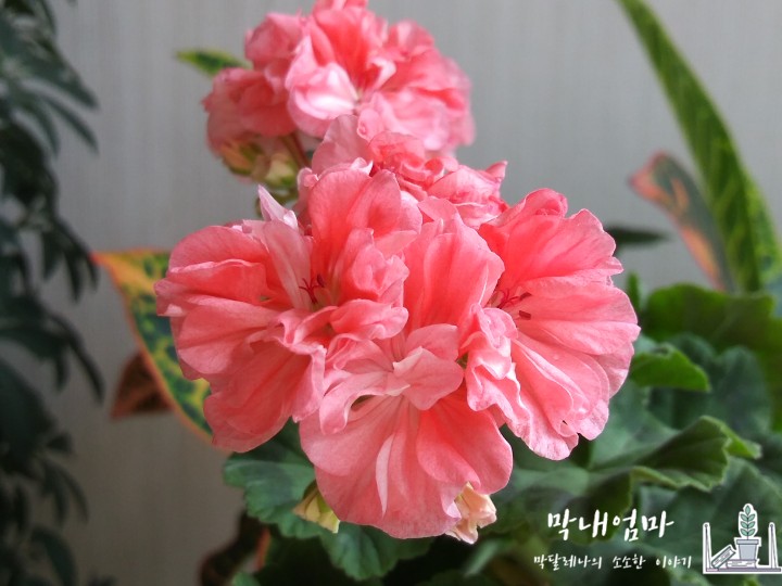  오렌지마멀레이드