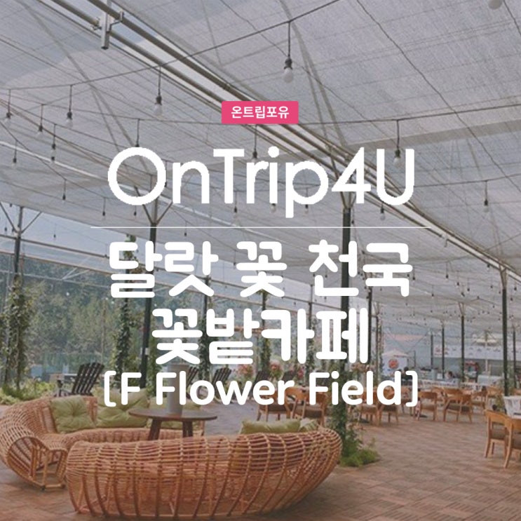 베트남 달랏 카페 꽃천국 F Flower Field (F 플라워 필드)
