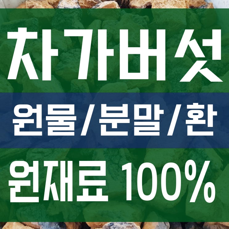  차가버섯 효능과 복용법 먹는법 (원물/분말/환 파는곳)