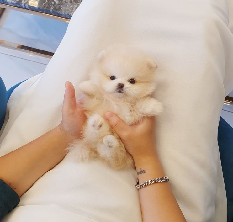  성내동강아지분양 할때 포메라니안분양 어때요?