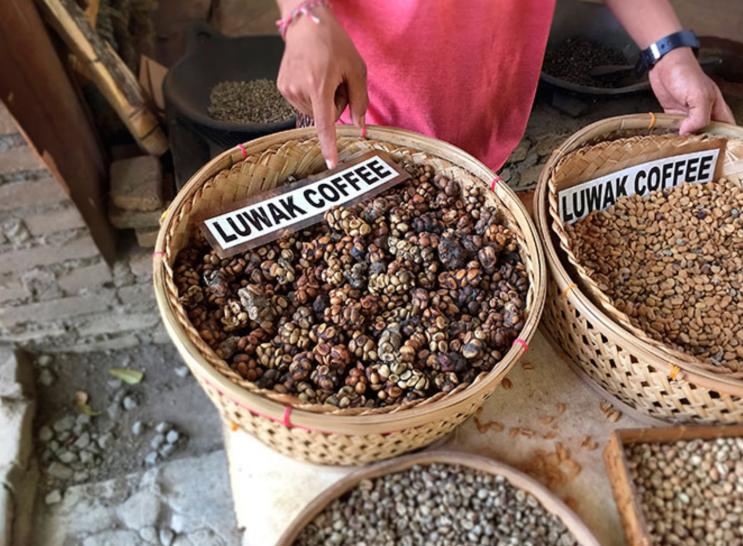  발리가면 코피 루왁(Kopi Luwak) 선물용으로?! (그러지마요우리)