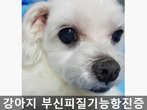  강아지 부신피질기능항진증 / 이슬이 case / 강아지 쿠싱증후군 / 강아지 호르몬질환 / 강아지 내분비질환 / 우신종합동물병원 / 영등포24시동물병원