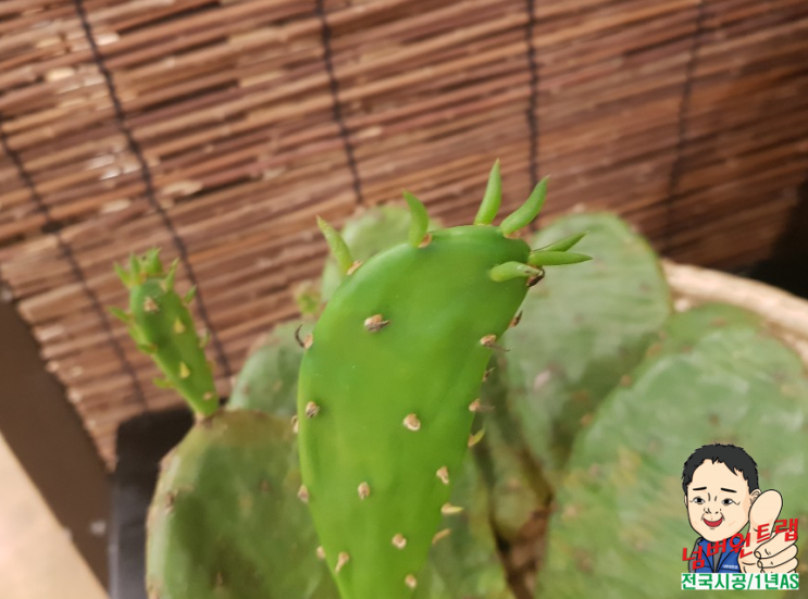  천년초 효능 & 손가락선인장  (먹는법 꽃 부작용)