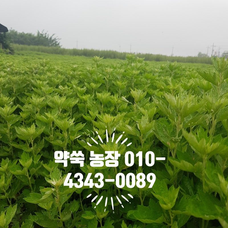 강화도 약쑥효능과 사자발 쑥의효능 및 부작용 알아보기 : 네이버 블로그