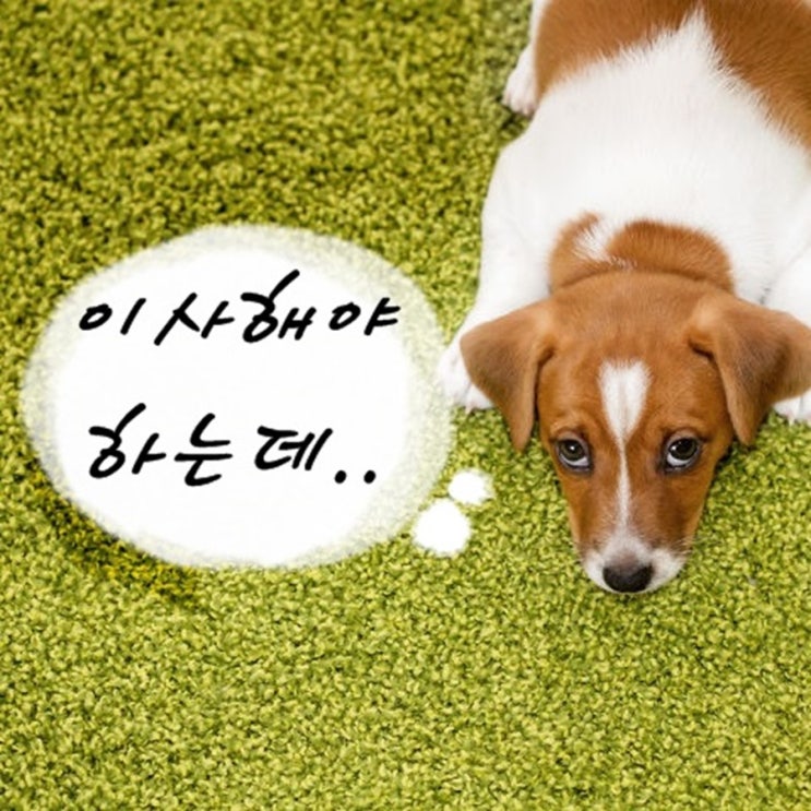  대전 동구 마산동 포장이사 잘하는곳,주의점,비교견적( 비룡동,사성동,삼괴동,삼성동,삼정동,신하동,신흥동,효동)