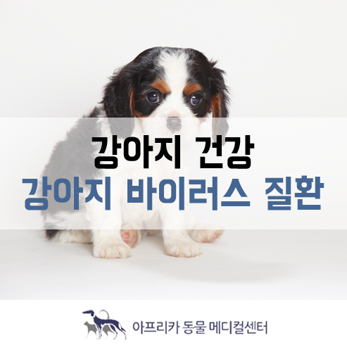 강아지 건강 : 꼭 알아야 할 강아지 바이러스 질환(강아지 홍역, 파보장염, 코로나장염)