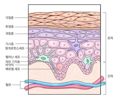  림프는 어떻게 피부를 살리고 죽이나-림프의기적,9/30(월)개강