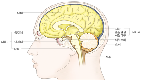 인체 해부학(anatomy) 정리 이것 하나면 의과대학 안가도 완벽 정리 : 네이버 블로그