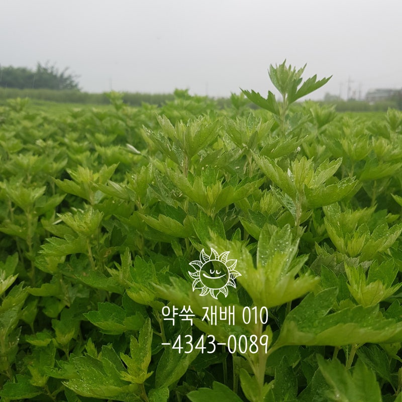 강화도 약쑥효능과 사자발 쑥의효능 및 부작용 알아보기 : 네이버 블로그