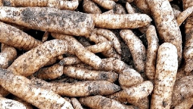 천마 효능, 먹으면 먹을수록 표가 나와요. 2