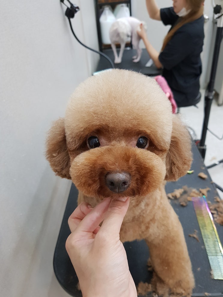  여름휴가!잘다녀오셨나요?인천 애견미용 애견가위컷전문 애견오픈미용실 부평.청라 아기강아지~