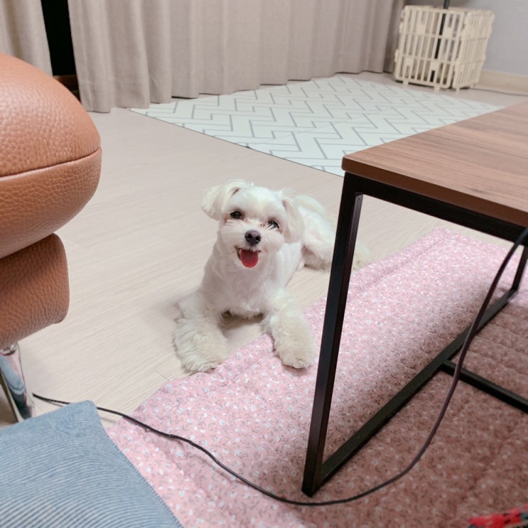  두부 소소한 일상