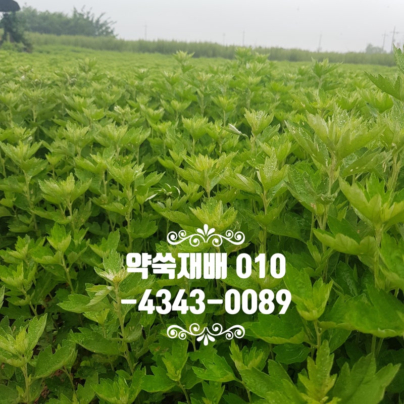 강화도 약쑥효능과 사자발 쑥의효능 및 부작용 알아보기 : 네이버 블로그