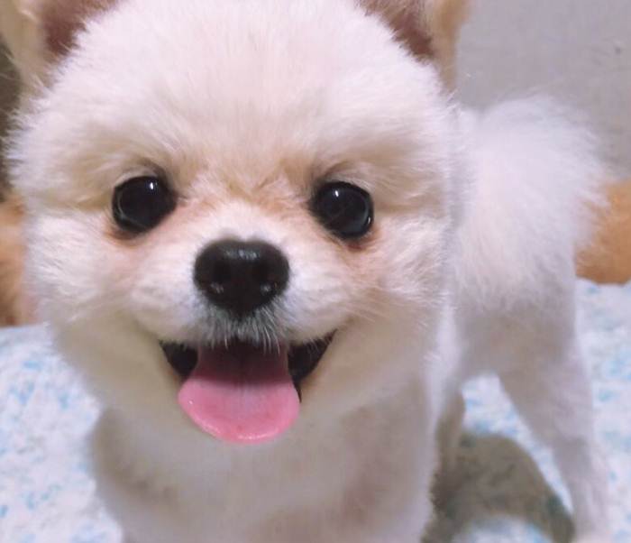  반려동물 인식표 간단하게 등록했어요
