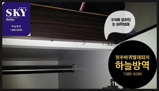  청주바퀴벌레 퇴치 천안바퀴벌레 퇴치 업체를 찾으시나요??