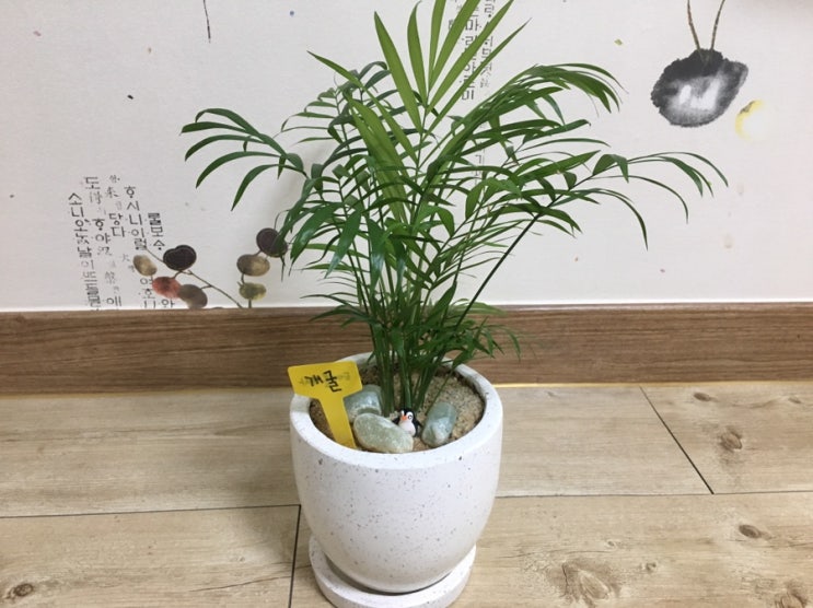 테이블야자 키우기, 나의 첫 식물!