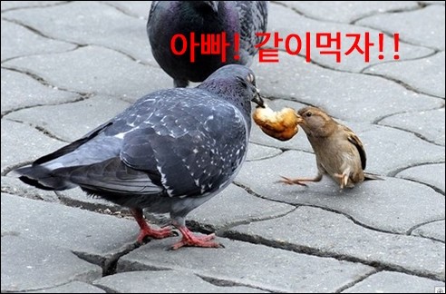 우리가 새끼 비둘기를 보기 힘든 이유 : 네이버 블로그