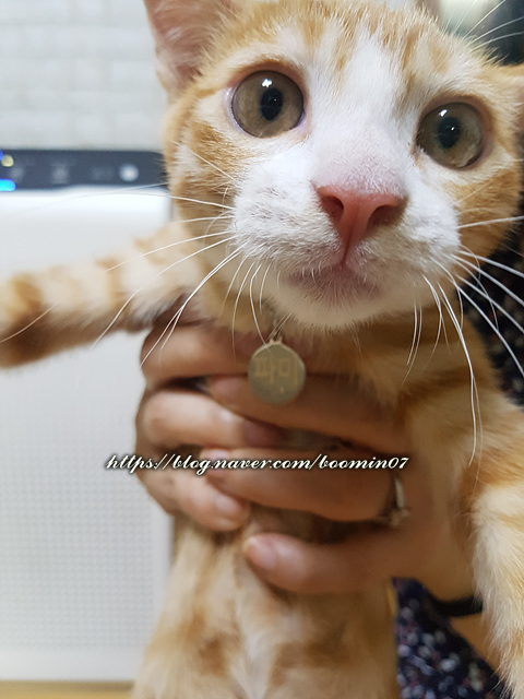  ** 사람의 고양이 알러지 예방용 달걀노른자 ** 테스트시작