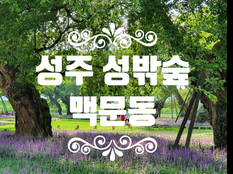 성주 성밖숲 맥문동 8월성주여행 사진찍기좋은곳