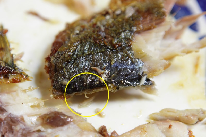 국산 고등어의 기생충과 품질 문제, 알고 먹읍시다 : 네이버 블로그