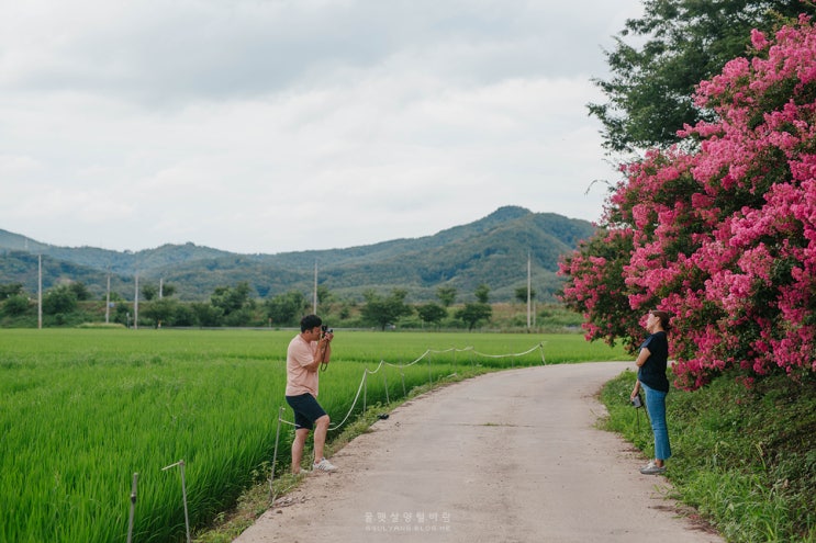  2019.07.28. 대구 우연히 만난 배롱나무. 대구 추원당.