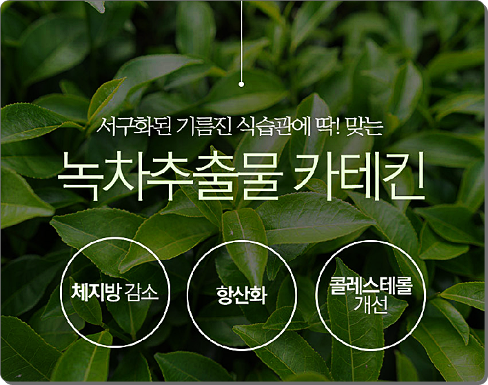  녹차 다이어트 카테킨 부작용 없이 10키로 감량 후기