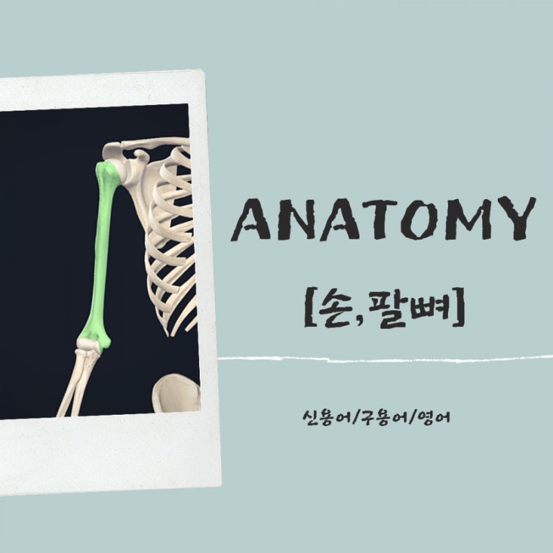 [손,팔뼈]신용어/구용어/영어 : 네이버 블로그