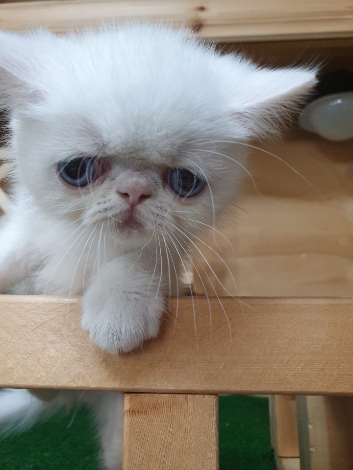  이천고양이분양 명품미모고양이 저렴한고양이분양 냥냥펀치