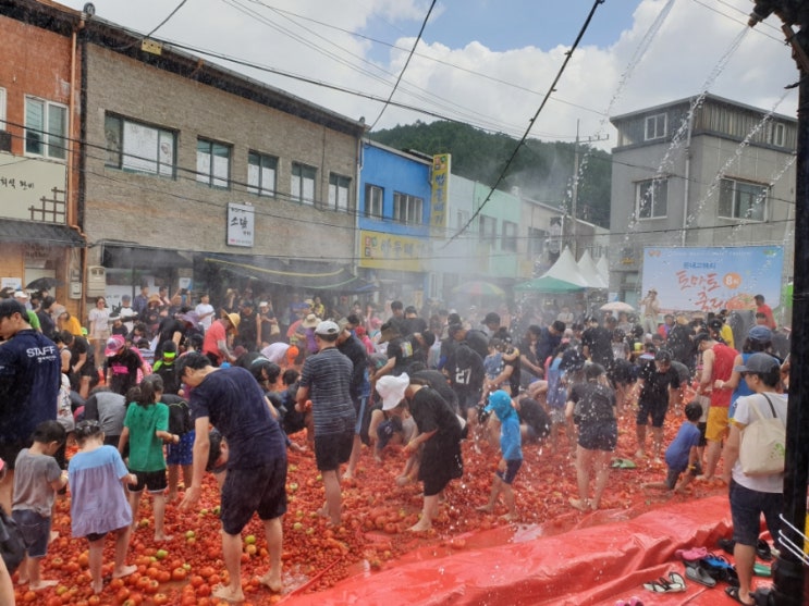  강원도 둔내 고랭지 토마토축제