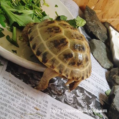 Mazuri tortoise diet LS 마주리 육지거북 사료