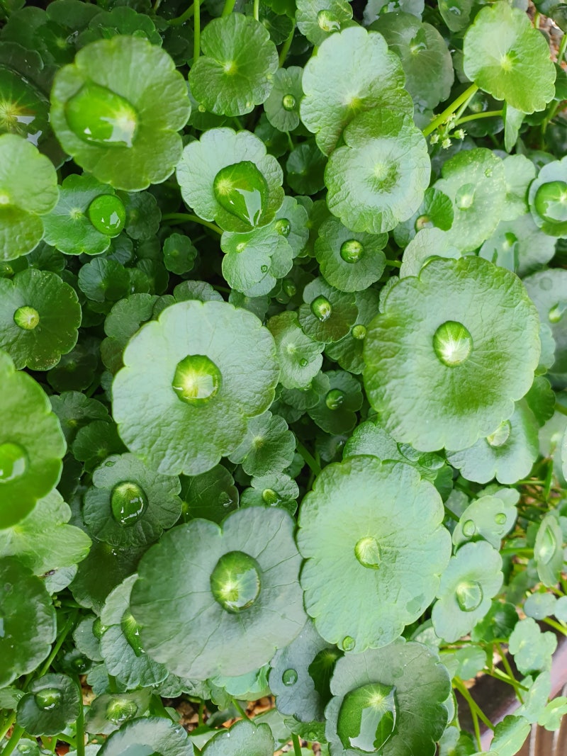 예쁜꽃 워터코인 바위솔 괴마옥 썬로즈 카멜레온 이오난사 이조전통옹기에 있는 꽃 들이예요 : 네이버 블로그