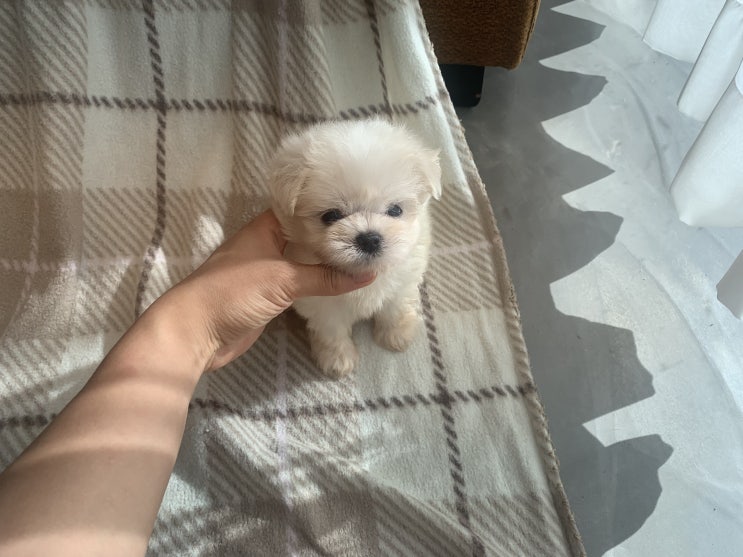  말티즈 성격 , 귀여운 새끼강아지 서울 말티즈 분양 펫바비 